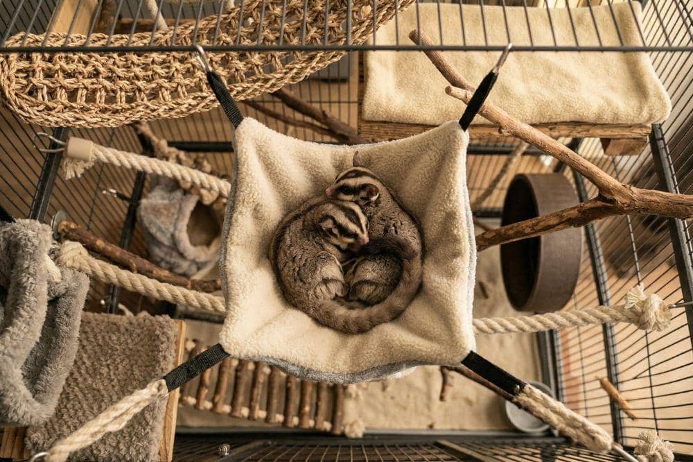 5 Penyebab Sugar Glider Sakit, Bisa Jadi karena Kesepian