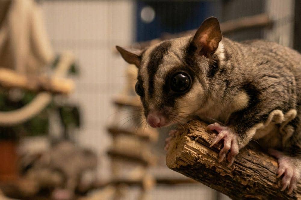 7 Cara Merawat Sugar Glider, Sediakan Kandang yang Luas