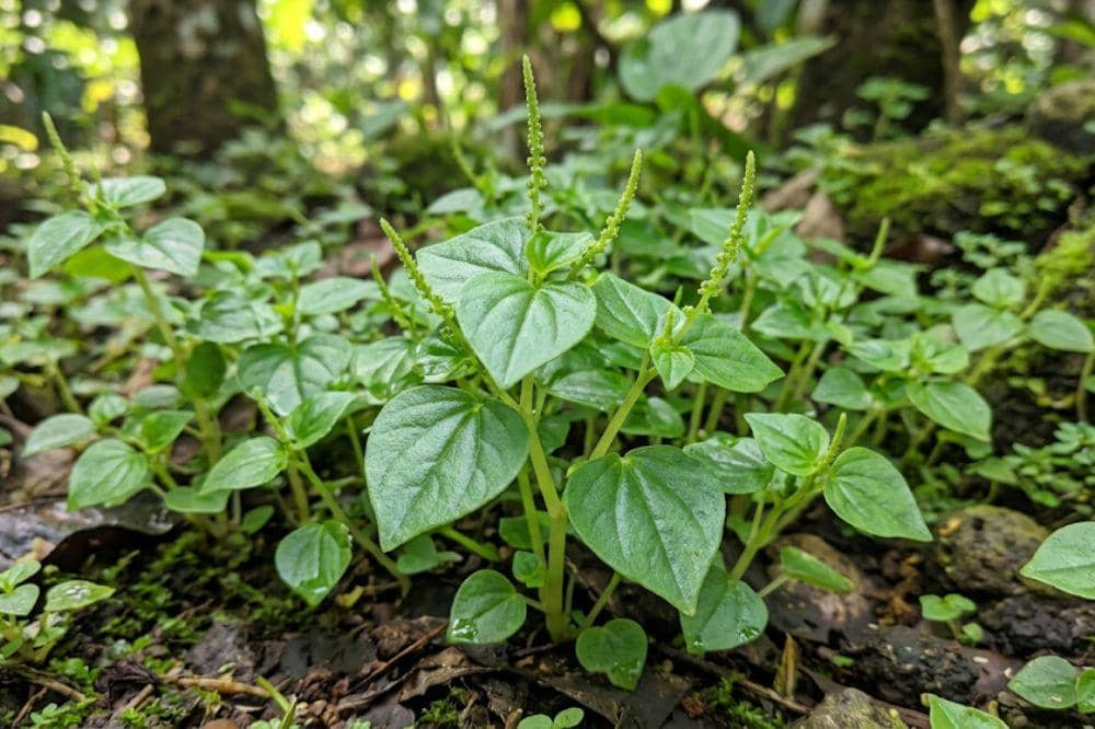 9 Manfaat Daun Ketumpang atau Sirih Cina untuk Kesehatan Tubuh