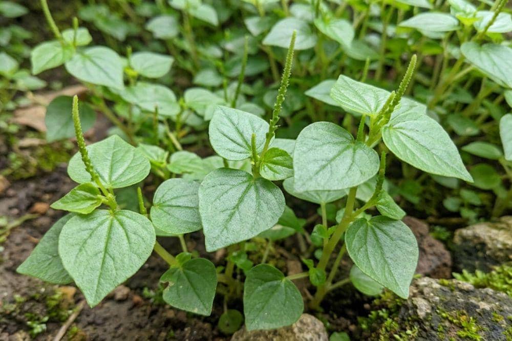 9 Manfaat Daun Ketumpang atau Sirih Cina untuk Kesehatan Tubuh