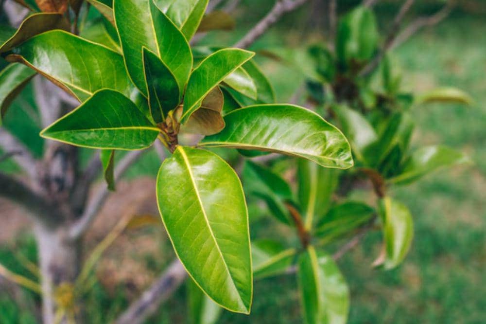 5 Obat Herbal Kanker Serviks, Tinggi Antioksidan Alami (2).jpg