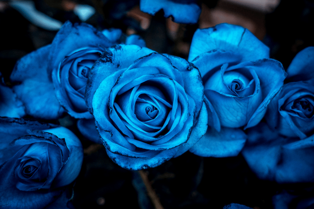 Disebut Mawar Vidi, Ini 7 Fakta Mawar Biru yang Jarang Diketahui