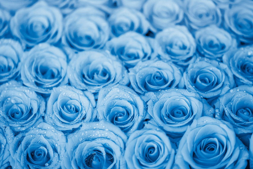 Disebut Mawar Vidi, 7 Fakta Mawar Biru yang Jarang Diketahui 3