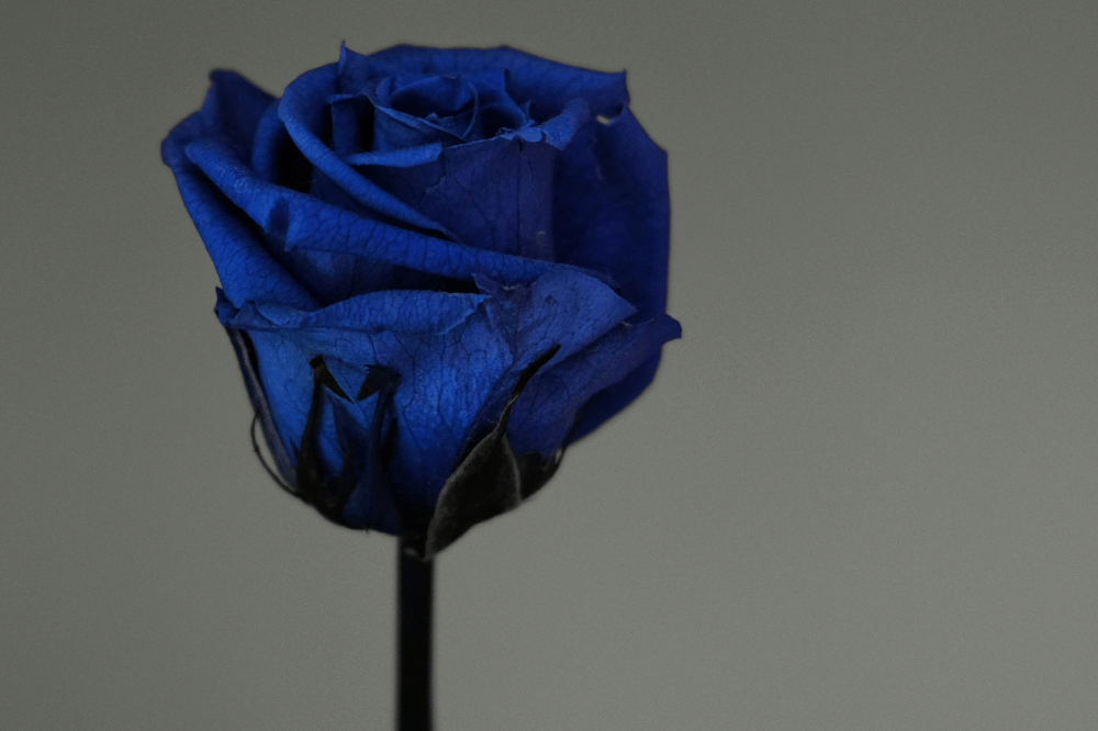 Disebut Mawar Vidi, 7 Fakta Mawar Biru yang Jarang Diketahui 7