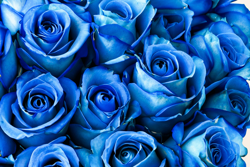 Disebut Mawar Vidi, 7 Fakta Mawar Biru yang Jarang Diketahui 6