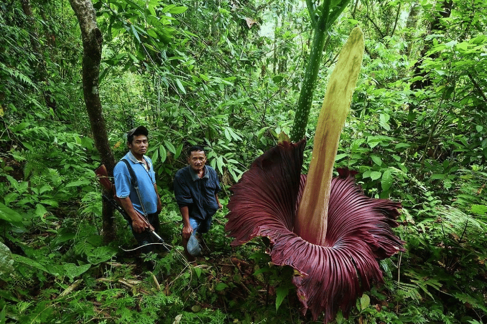 Dua orang pria berdiri di samping bunga bangkai yang sedang mekar