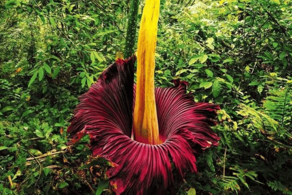 Bunga bangkai yang sedang mekar