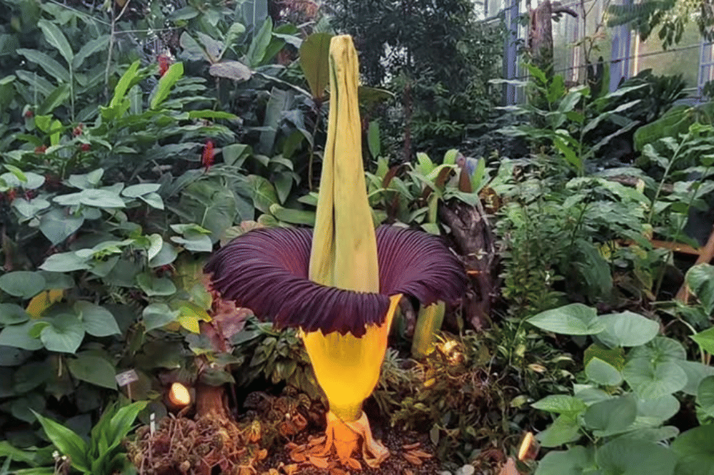 Bunga bangkai yang sedang mekar