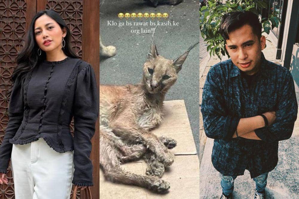 Kronologi Kasus Kucing Okin dan Rachel Vennya, Benar Ditelantarkan?