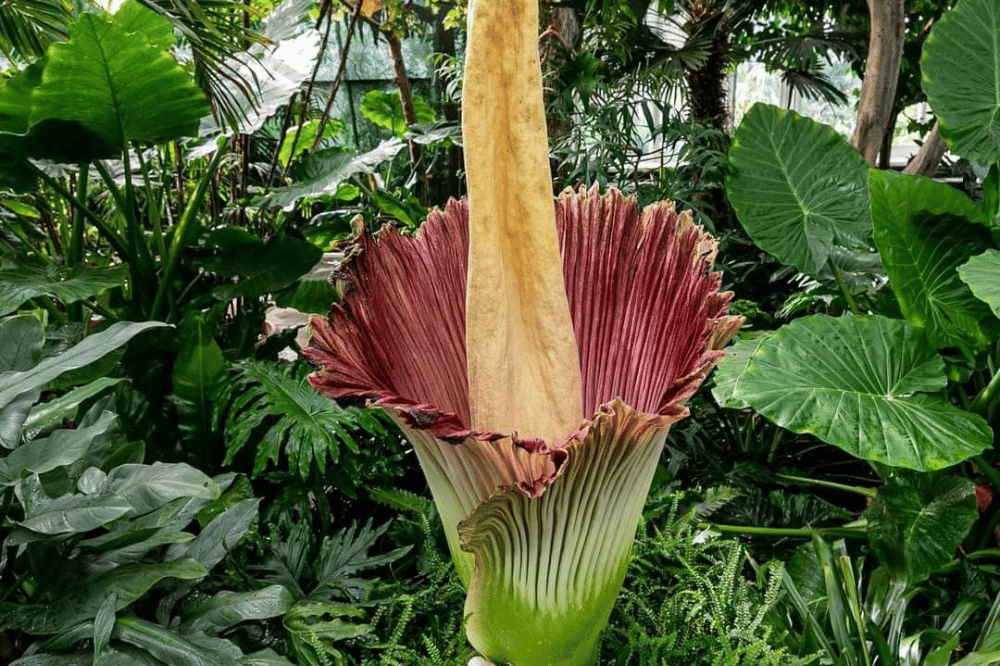 Bunga bangkai yang sedang mekar