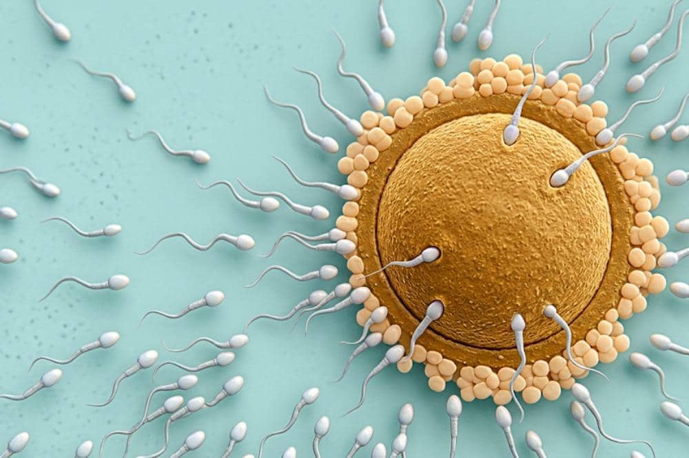 Manfaat Buah Tin untuk Program Hamil 3.jpeg