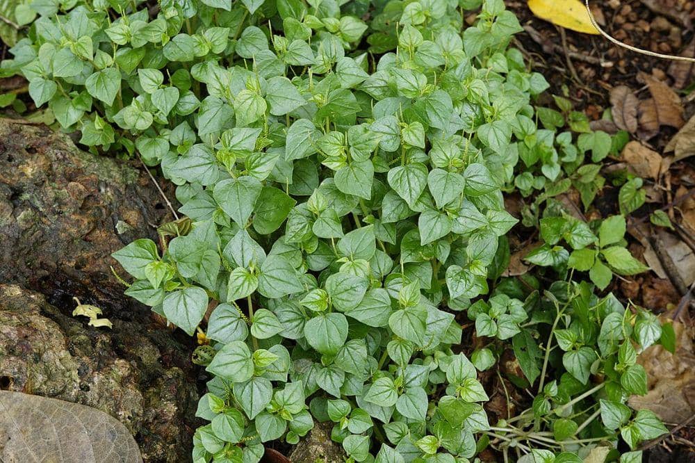 5 Manfaat Daun Ketumpang Air bagi Kesehatan