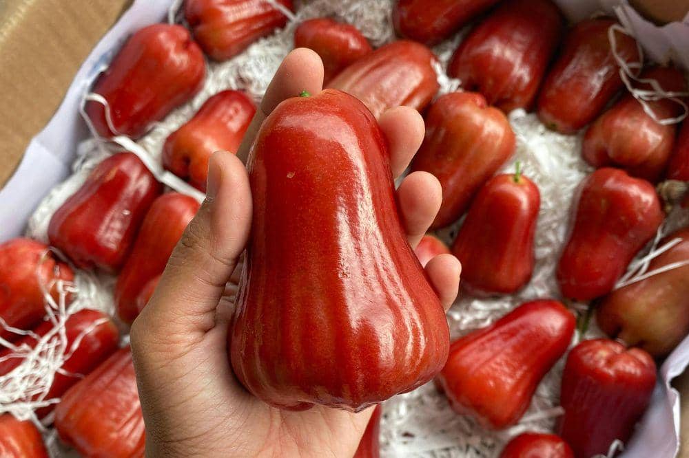 7 Cara Menyimpan Jambu Air, Jangan Tumpuk Terlalu Banyak