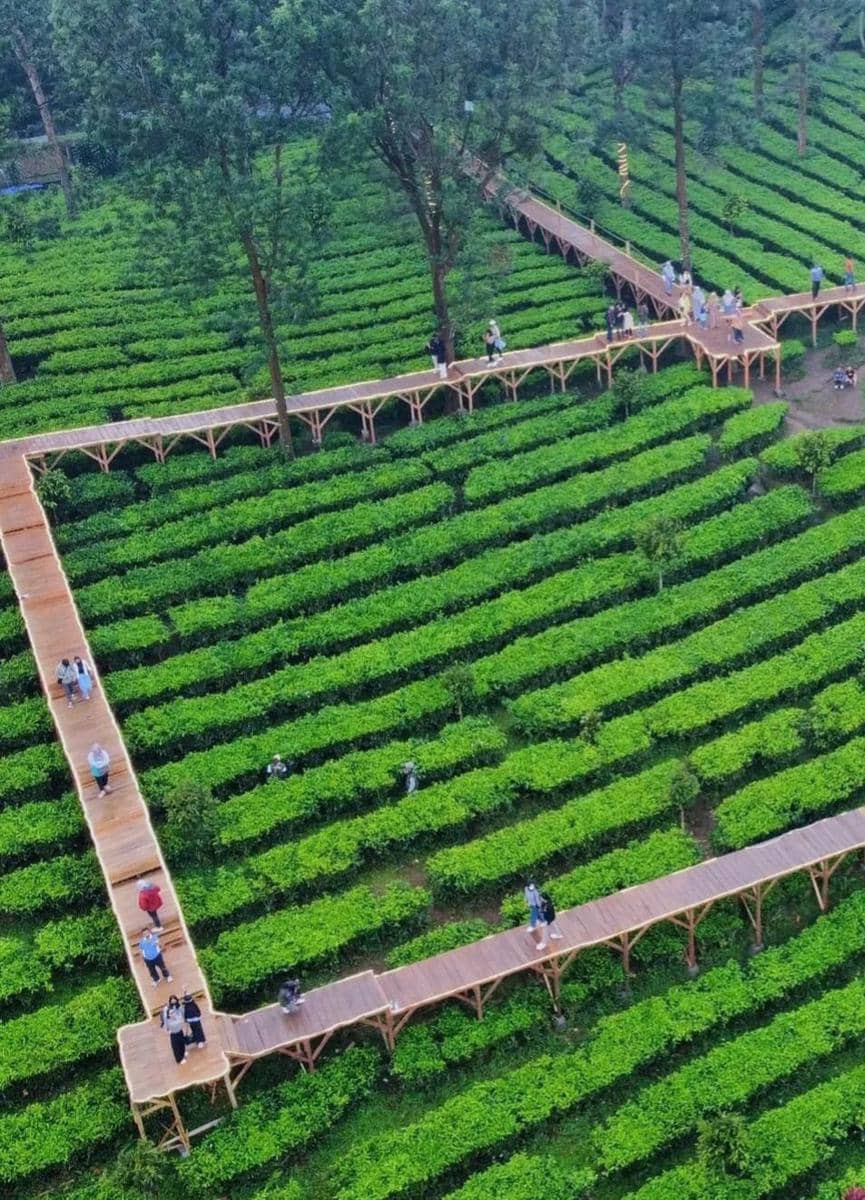 10 Tempat Wisata di Puncak untuk Keluarga yang Tidak Boleh Dilewatkan