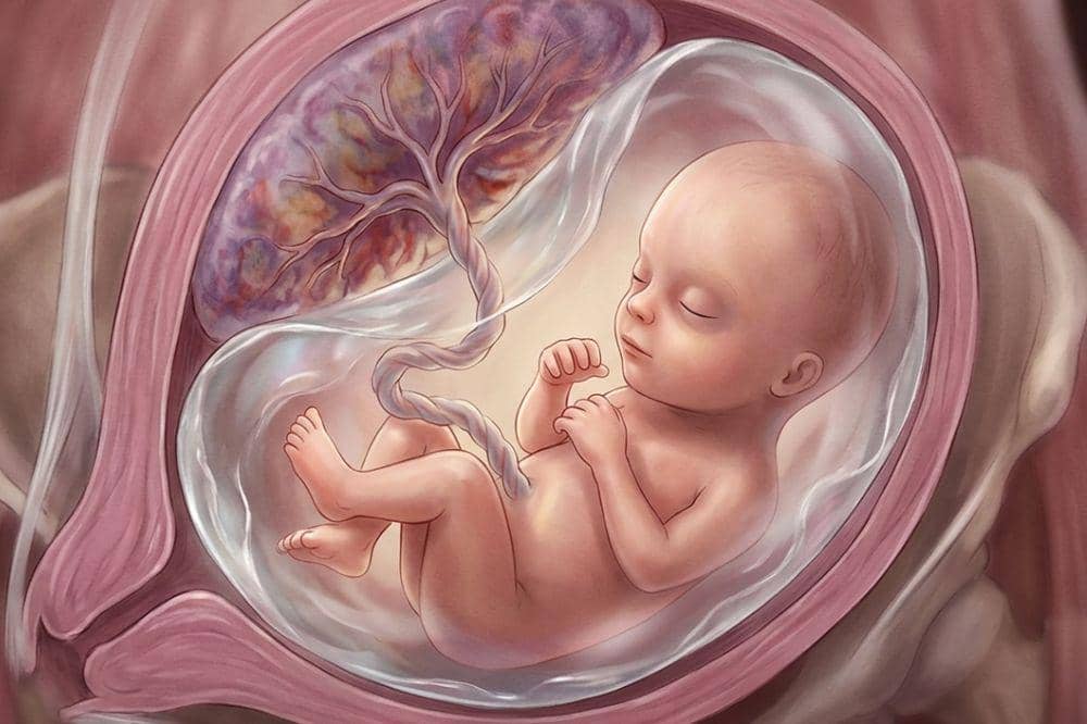 Plasenta Kecil, Apakah Bayi di Dalam Kandungan Juga Kecil?