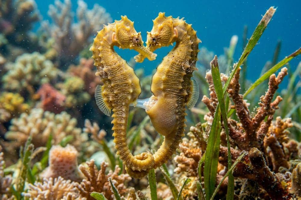 Ovopositor pada kuda laut