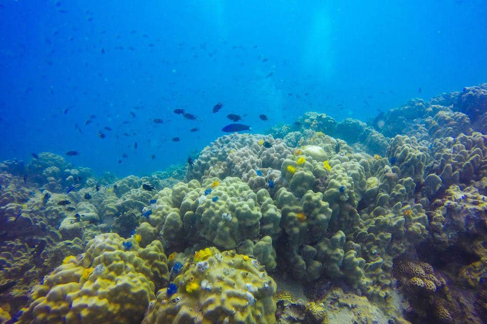 Mengapa Kuda Laut Jantan Melahirkan? Ini Penjelasannya