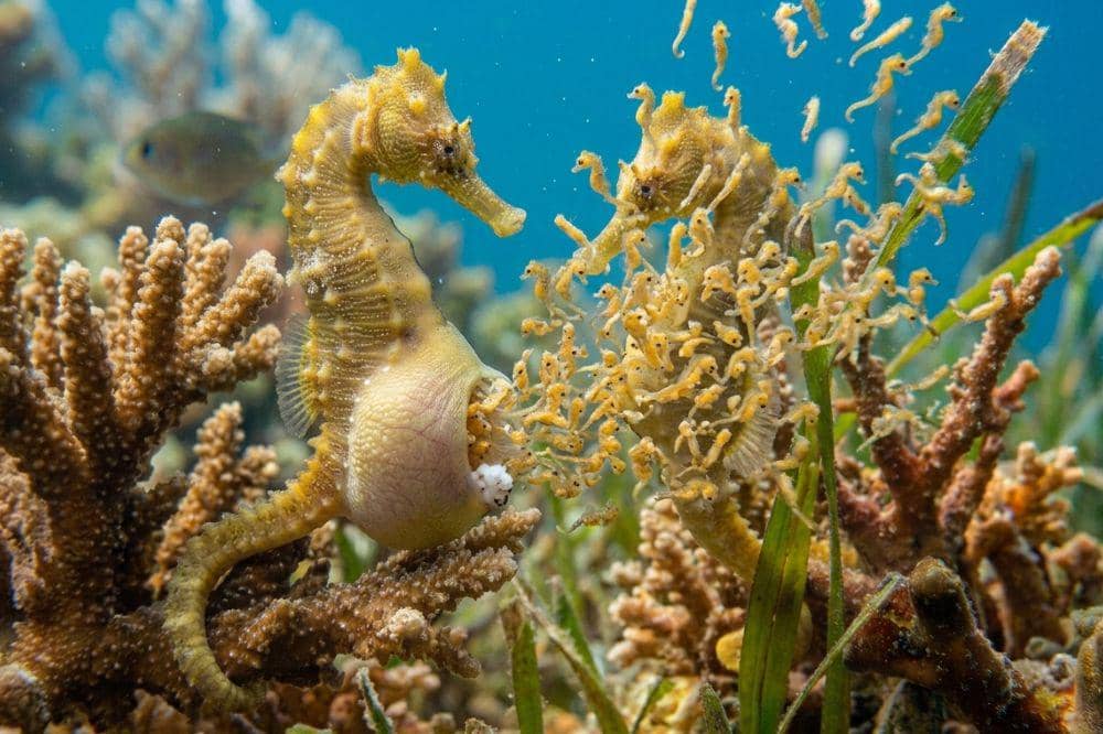 Kuda laut jantan melahirkan