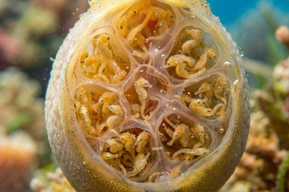 Kantong erang atau brood pouch pada kuda laut jantan