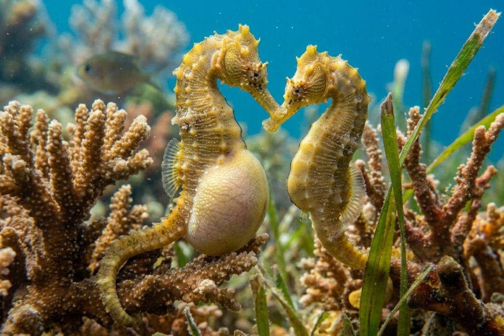 Pembagian tugas kuda laut jantan dan betina