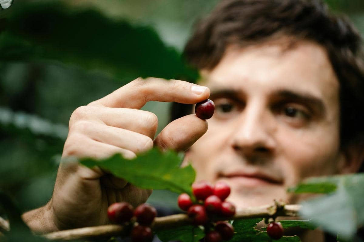Indonesia Naik Peringkat ke-3 Negara Penghasil Kopi Terbanyak Dunia
