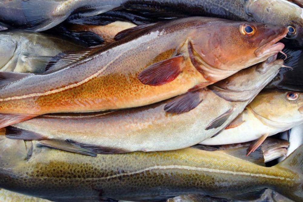 Rekomendasi Ikan dengan Merkuri Rendah 10.jpeg