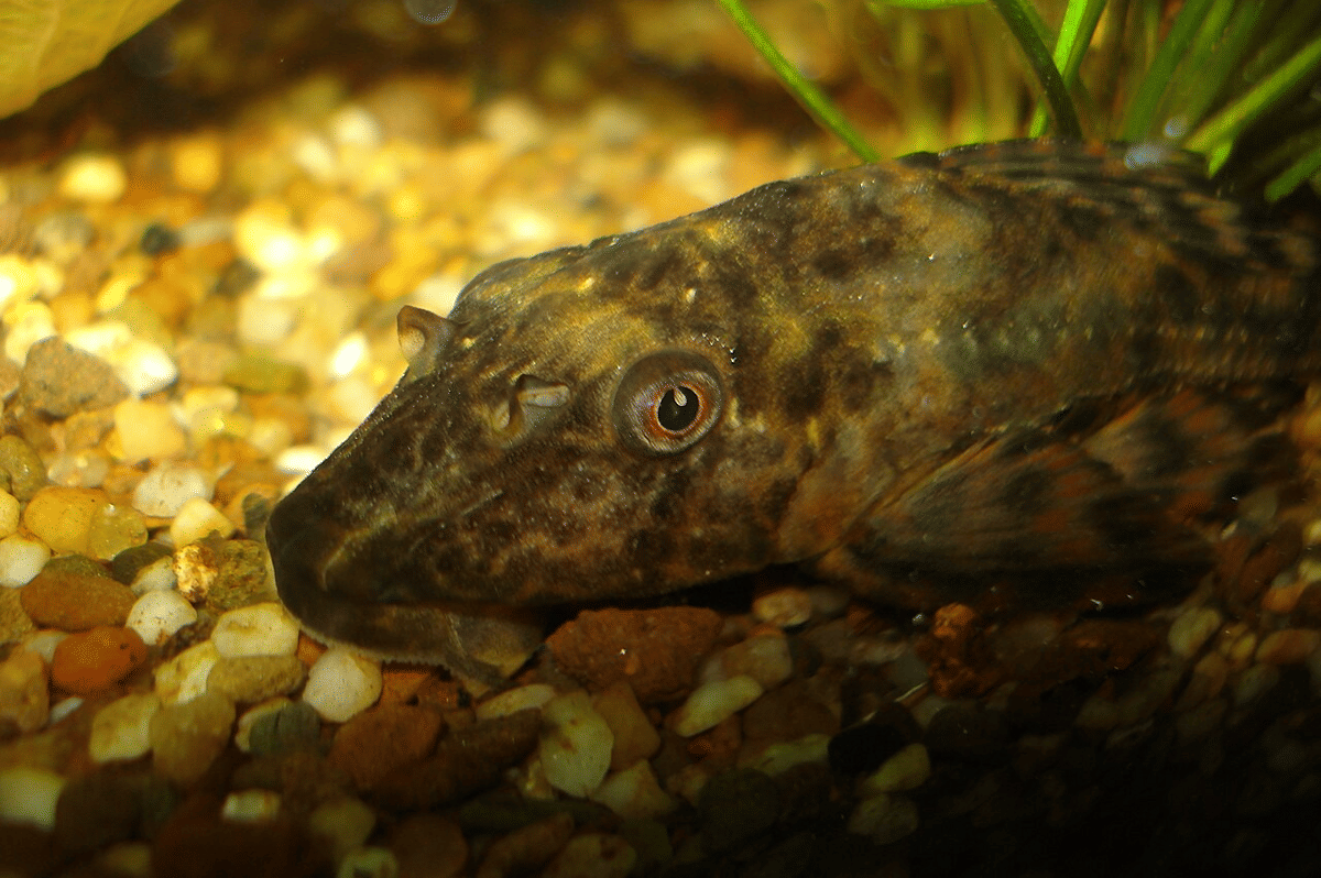 8 Dampak Negatif Ikan Sapu-Sapu Bagi Ekosistem Alam