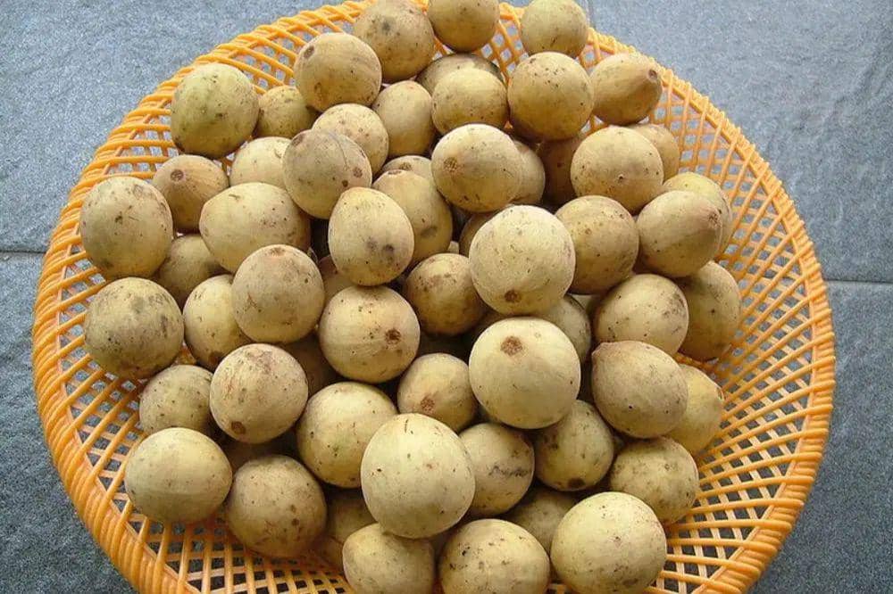 Oleh-oleh Khas Jambi 7.jpg