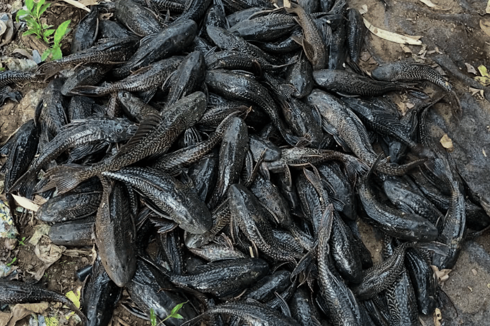 8 Alasan Ikan Sapu-Sapu Harus Dimusnahkan