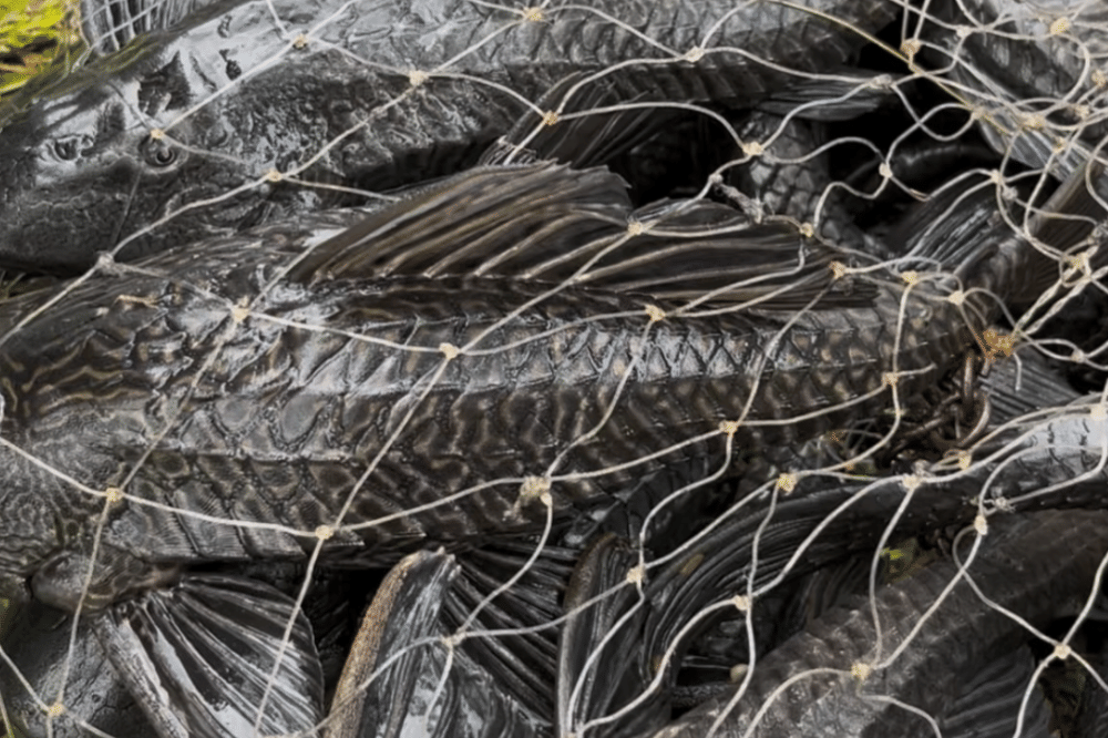 8 Dampak Negatif Ikan Sapu-Sapu Bagi Ekosistem Alam (4).png