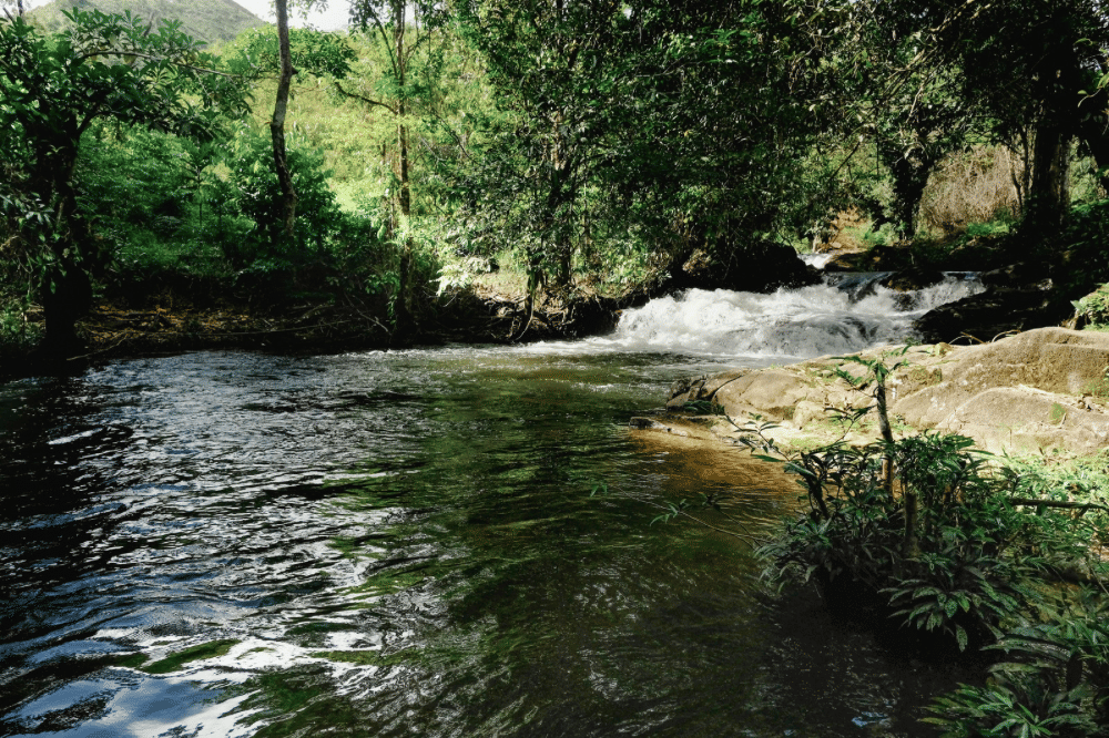 8 Dampak Negatif Ikan Sapu-Sapu Bagi Ekosistem Alam.png