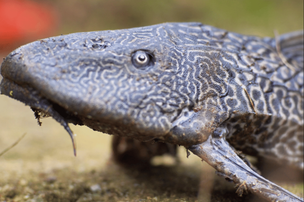 8 Dampak Negatif Ikan Sapu-Sapu Bagi Ekosistem Alam (2).png