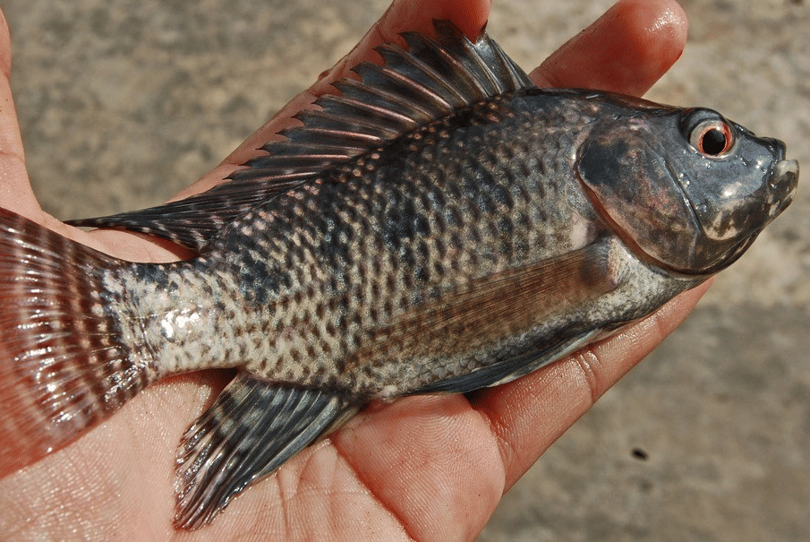 Ikan nila