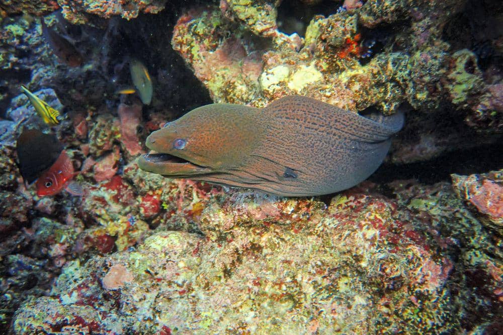 Belut Laut Beracun, Tidak Bisa Dimakan 2.jpg