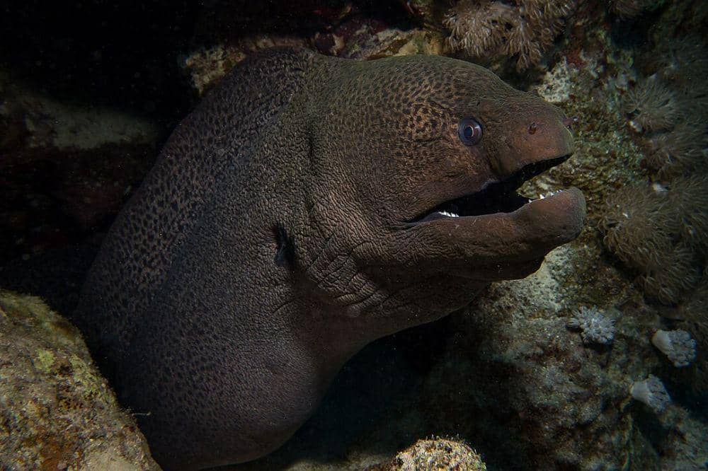 5 Jenis Belut Laut Beracun, Tidak Bisa Dimakan dan Berbahaya bagi Tubuh