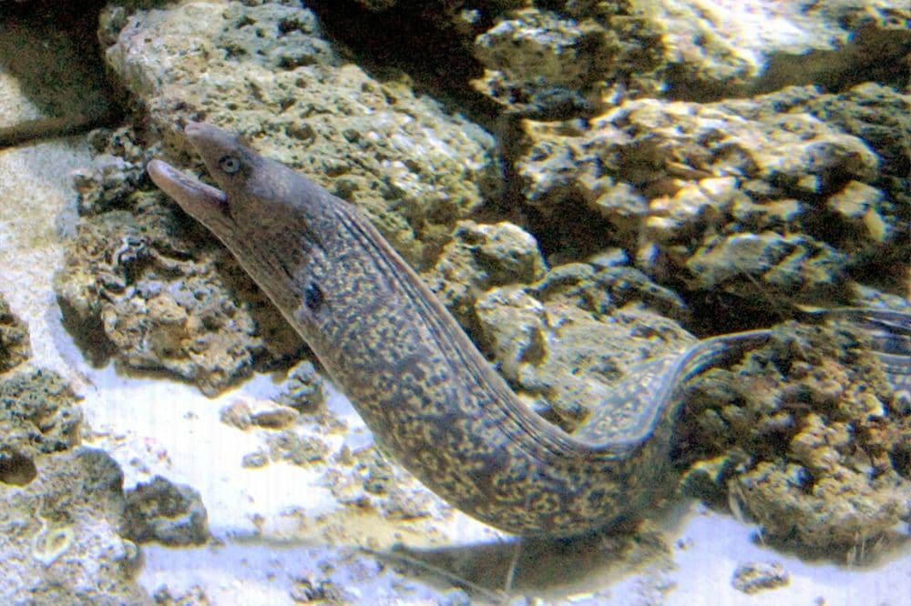 Belut Laut Beracun, Tidak Bisa Dimakan 4.jpg