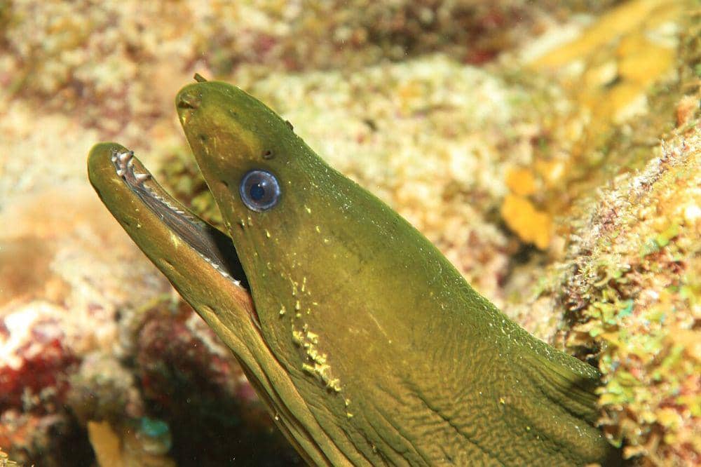 Belut Laut Beracun, Tidak Bisa Dimakan 6.jpg