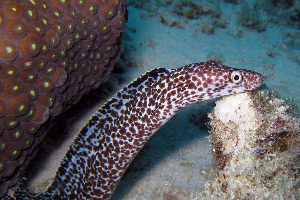 Belut Laut Beracun, Tidak Bisa Dimakan 5.jpg