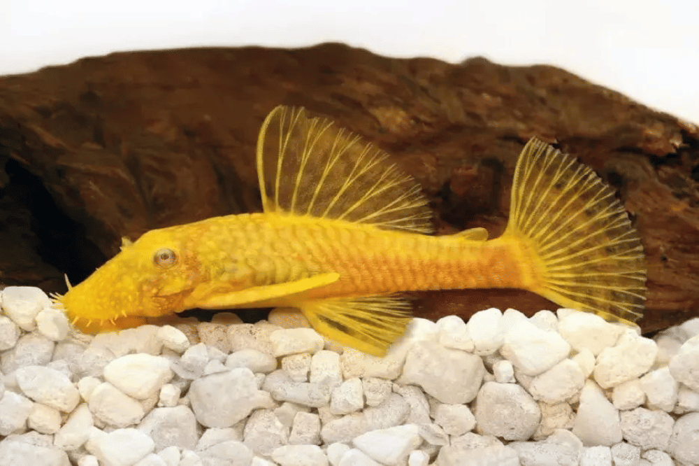 Fakta Ikan Sapu-Sapu Albino