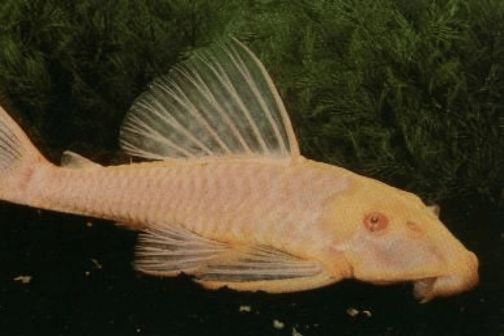 Fakta Ikan Sapu-Sapu Albino