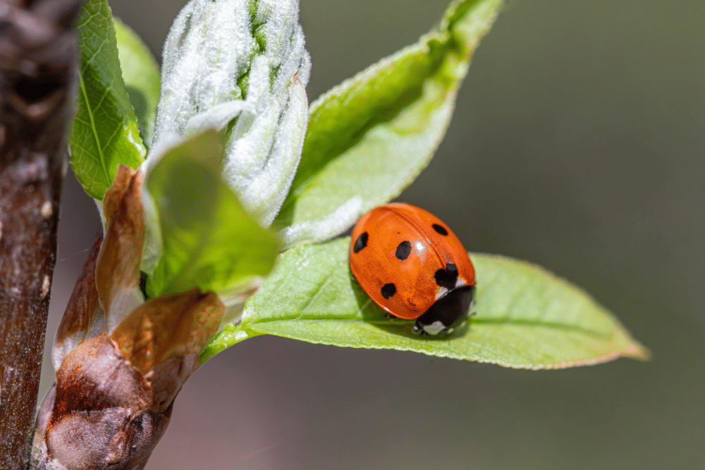 Kumbang koksi berwarna merah dengan bintik hitam merayap di atas daun hijau muda di bawah sinar matahari.