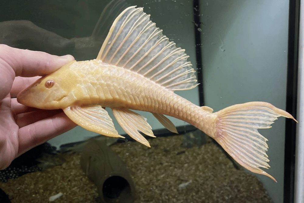 Fakta Ikan Sapu-Sapu Albino