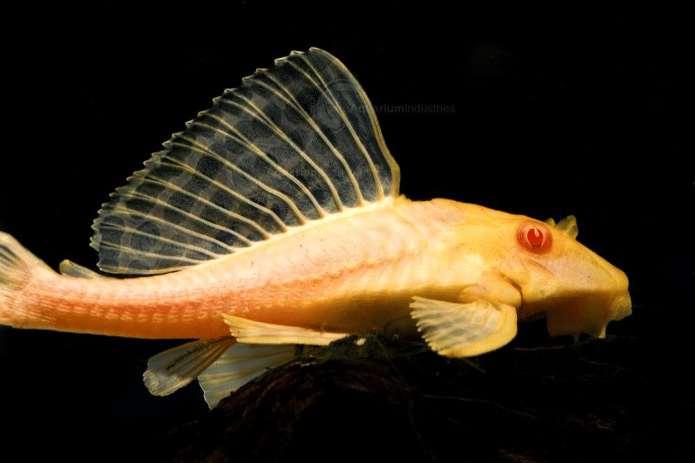 Fakta Ikan Sapu-Sapu Albino