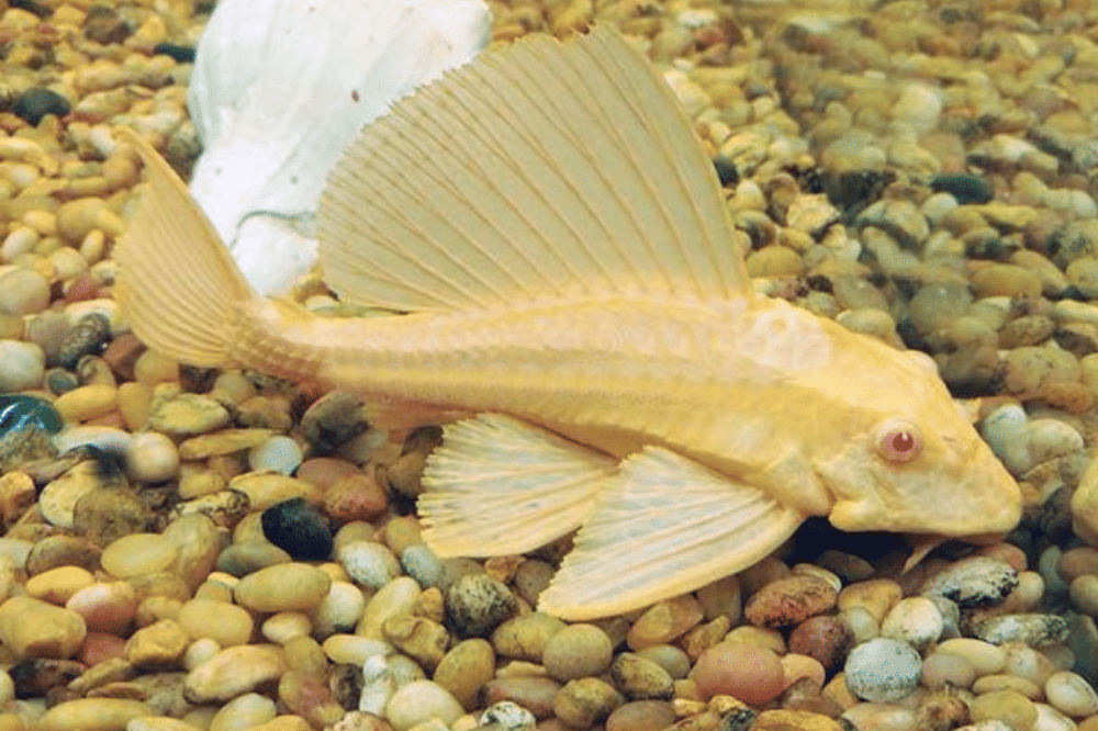 Fakta Ikan Sapu-Sapu Albino