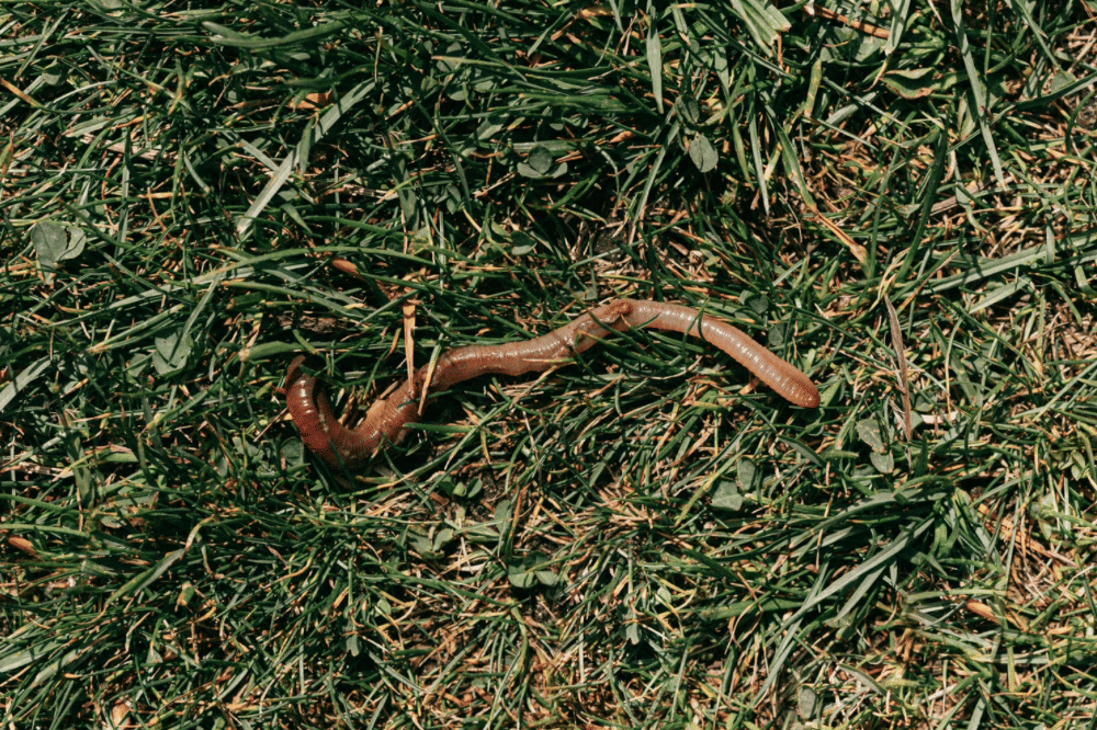 Cacing tanah berwarna cokelat merayap di atas rumput hijau dengan beberapa daun kering di sekitarnya pada siang hari.