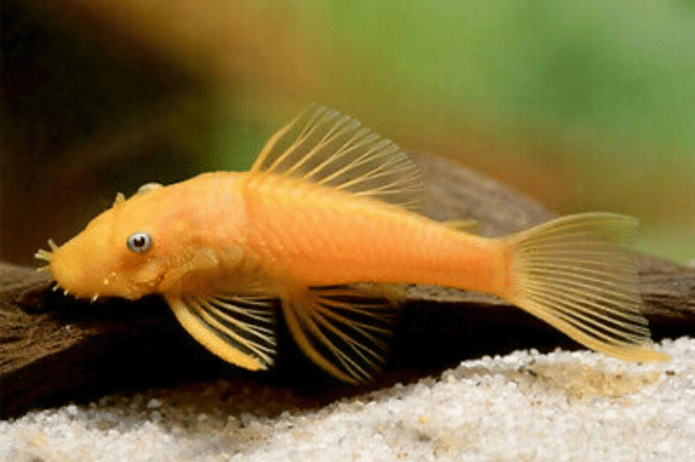 Fakta Ikan Sapu-Sapu Albino