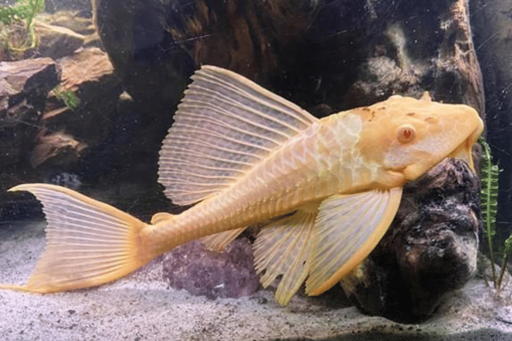 7 Fakta Ikan Sapu-Sapu Albino, Si Unik Pembersih Akuarium