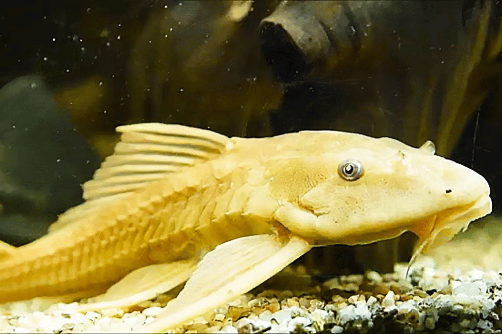 Fakta Ikan Sapu-Sapu Albino