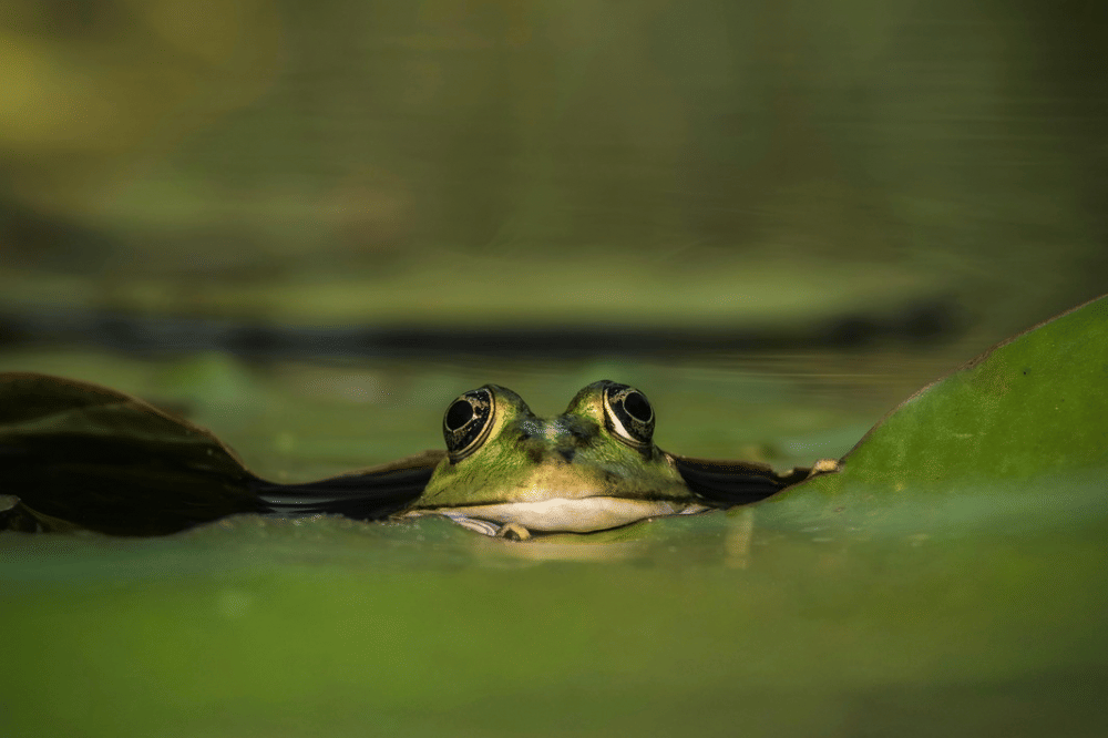 Seekor katak hijau muncul di permukaan air dengan mata menonjol, dikelilingi daun teratai di lingkungan alami yang tenang.