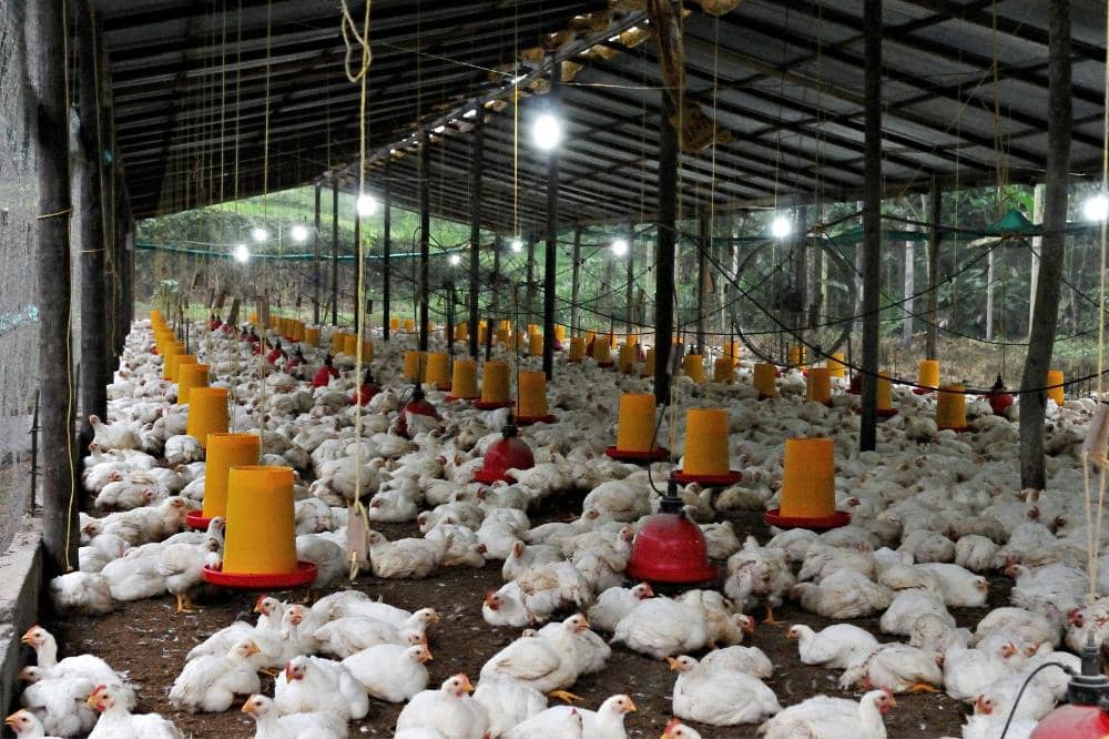 Ratusan ayam broiler putih berada di dalam kandang modern dengan tempat makan dan minum berwarna kuning dan merah di bawah pencahayaan lampu.